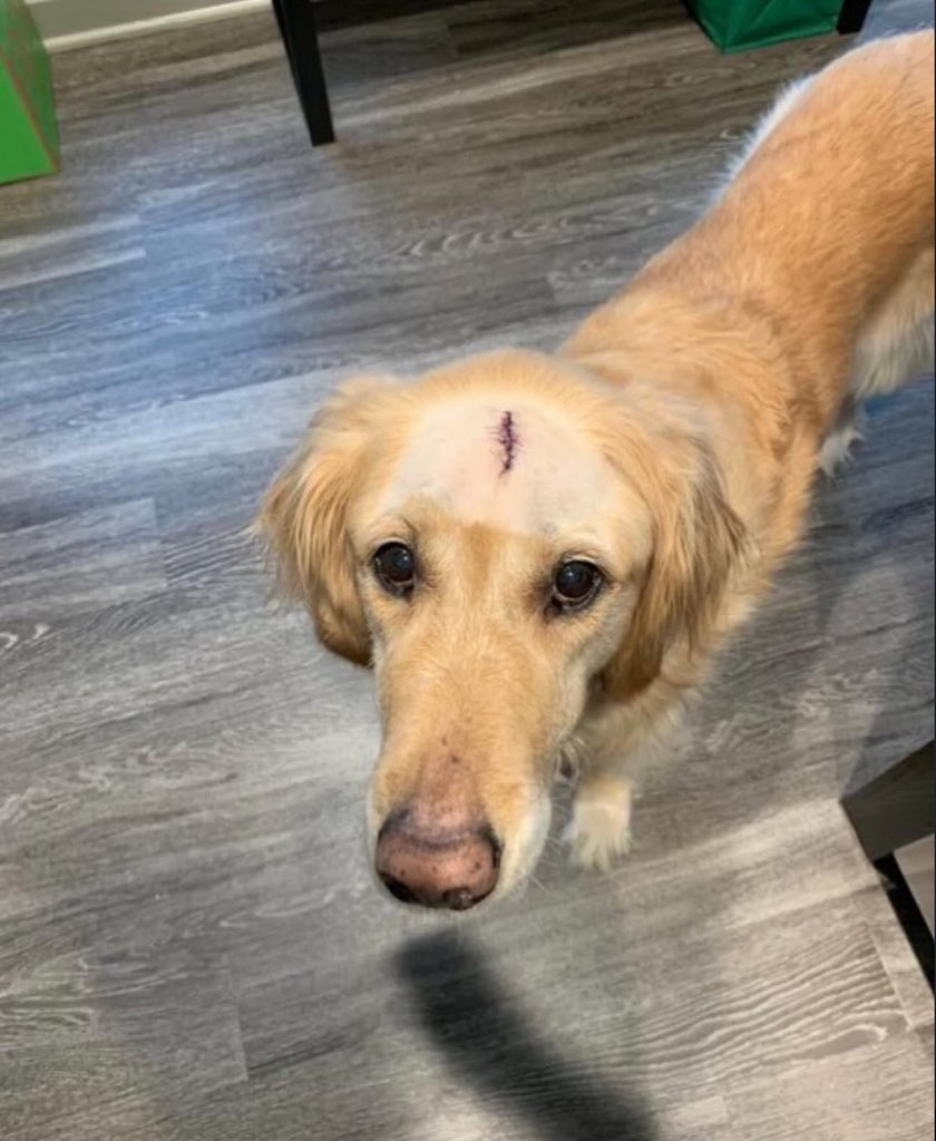 Puppies 🐶 tweet media