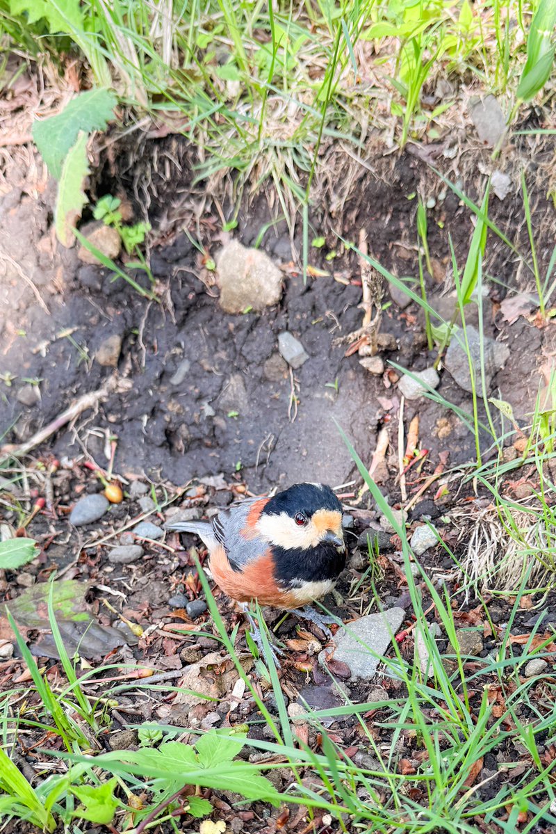 mayu*△ tweet media