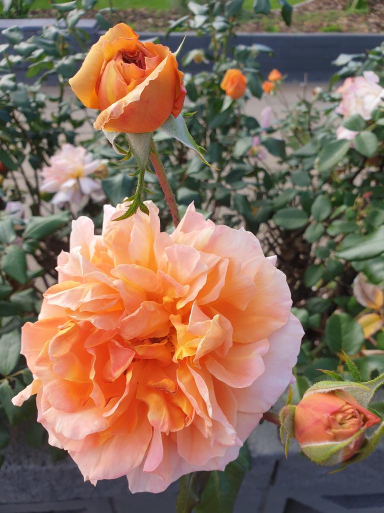 heltweet's tweet image. Good morning
#Wordlers
#SundaySunshine
Fast 3
Glad to be back
#Goodluck
Perfect morning
Nip in the air
Dawn Drizzle
Little white clouds in a blue sky now
Waiting for a Grocery delivery &amp;amp; finishing breakfast
#Wordle1772 3/6
⬜⬜⬜⬜⬜☮🕊
⬜🟩🟩⬜⬜🦋🐛
🟩🟩🟩🟩🟩💃🎶
#Breathe