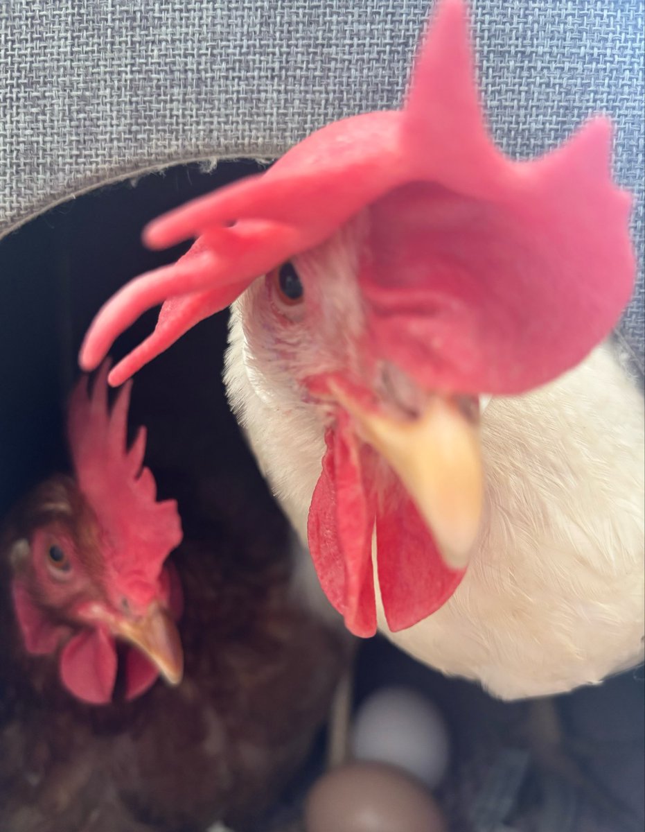 🐓ひよときよ🦃Hiyo & Kiyo🎠 tweet media