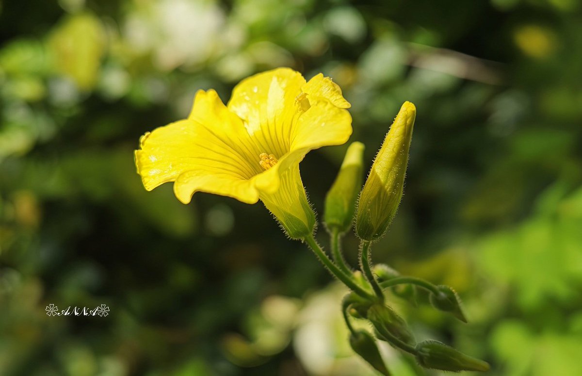 ❀𓂂𓏸*anna *𓏸𓈒❀ tweet media