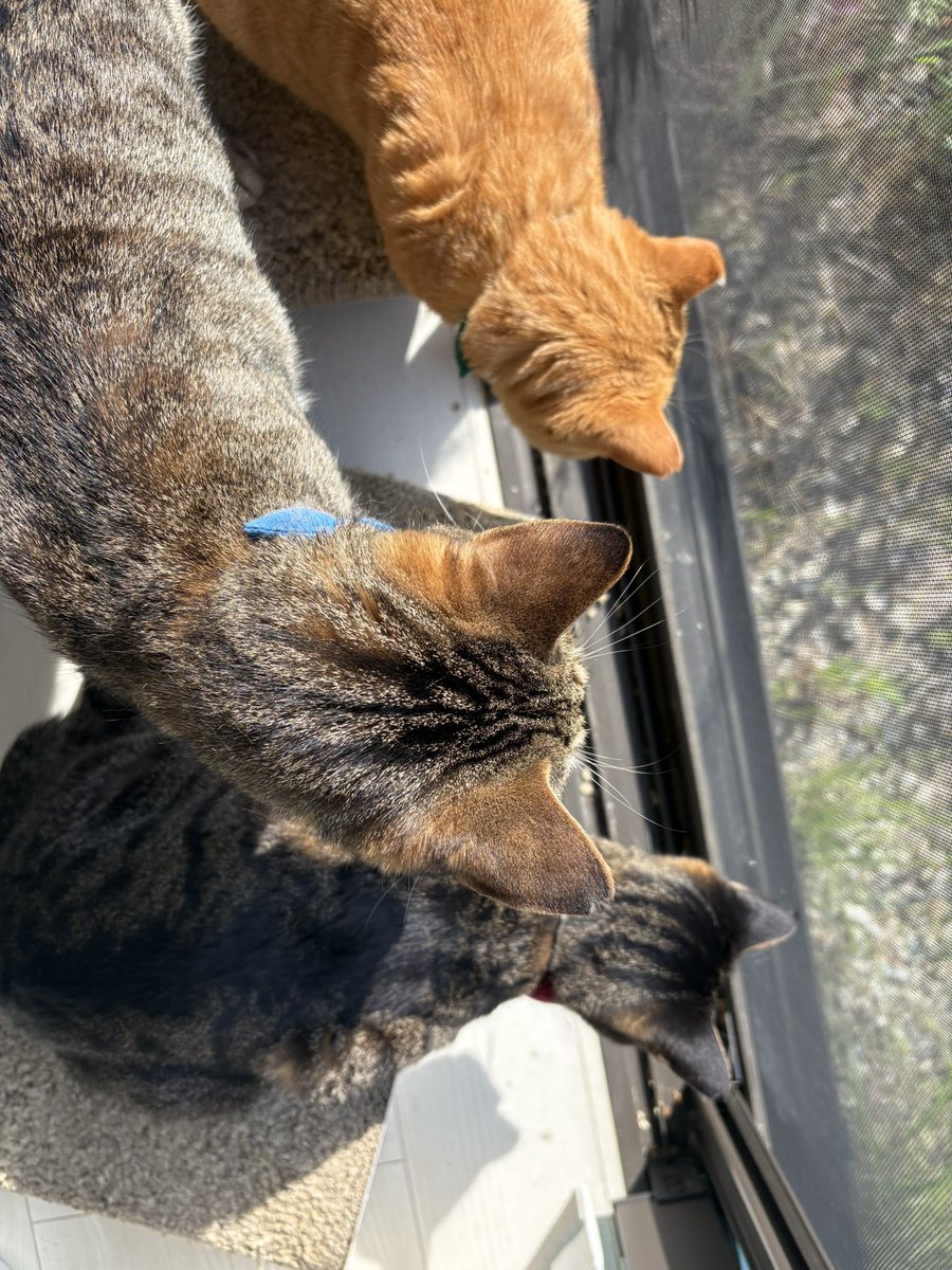 かなえの雑談🐾 tweet media