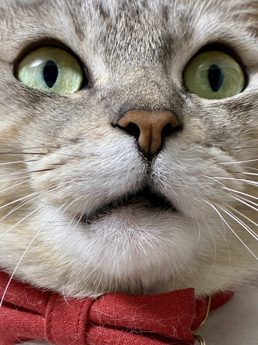 こま9さい tweet media