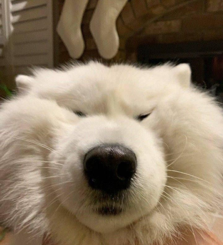 samoyed daily ☁️ tweet media