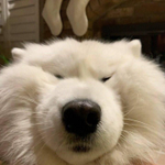 Photo by samoyed daily ☁️ (@SamoyedsDaily)