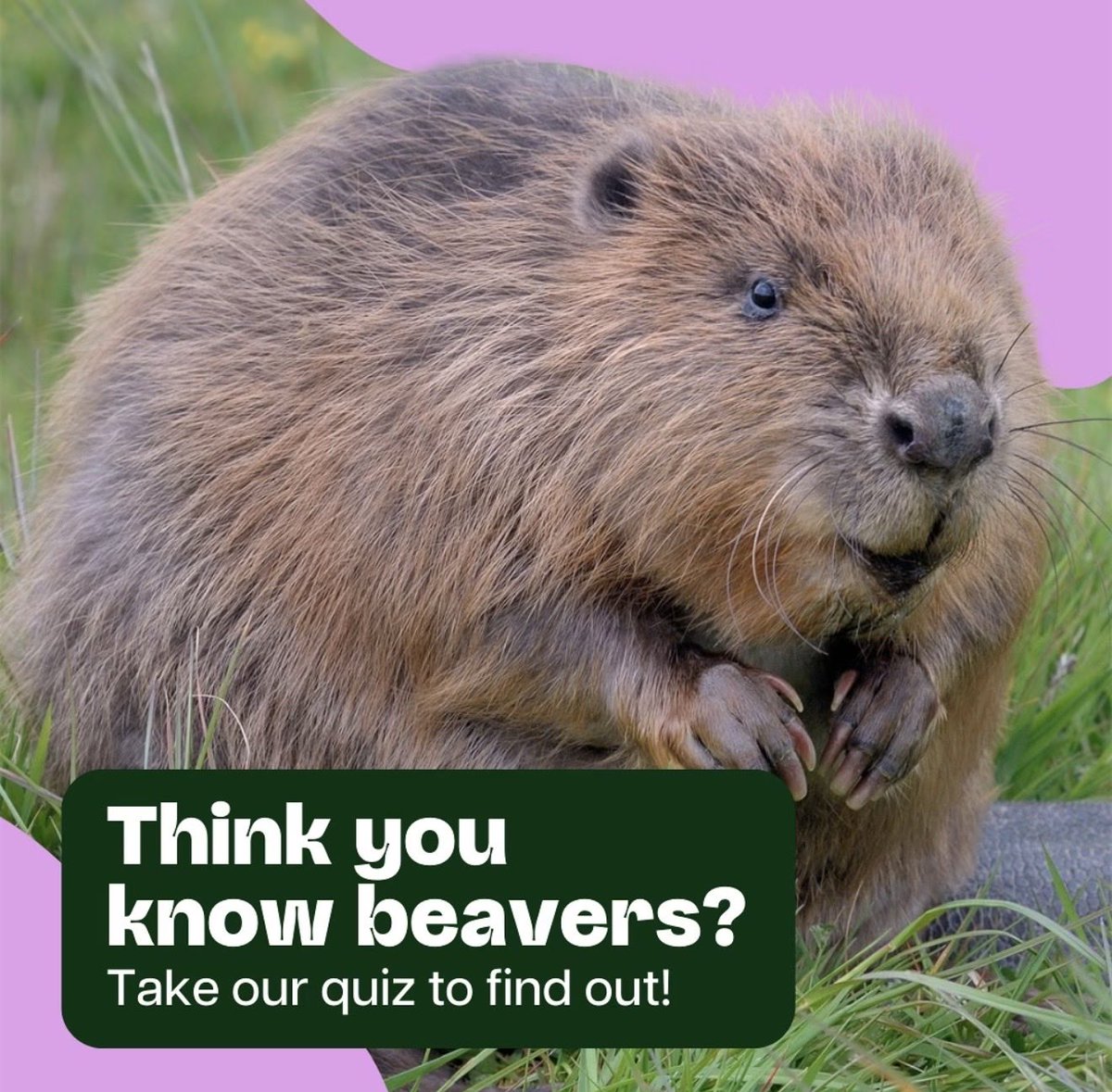 Would this be considered provocative in the U.S.?