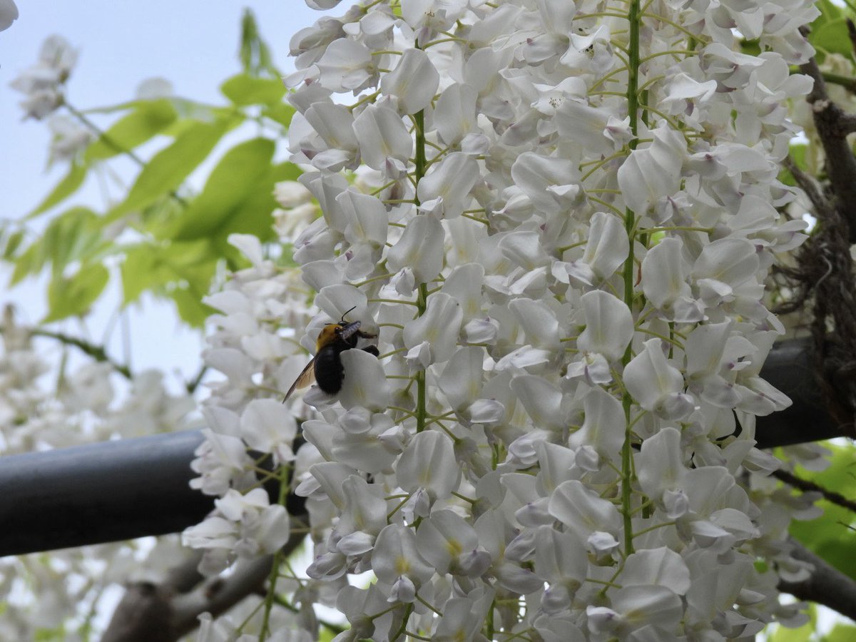 おはようございます☀

今日も笑顔で楽しい一日を
お過ごしくださいね(∗ˊ꒵ˋ∗)

#曼陀羅寺 #藤　　　　4/25撮影