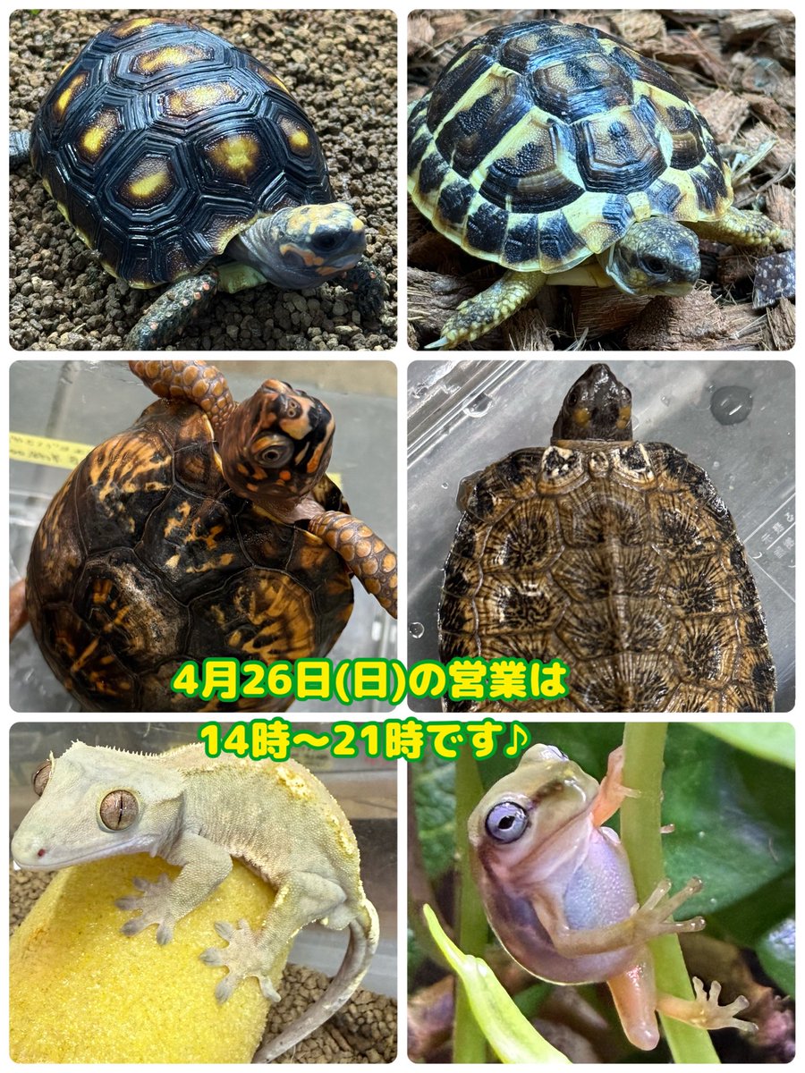 アクアショップMQ🐢4/25.26🎉ジャパンレプタイルズショーin東京出展✨ tweet media