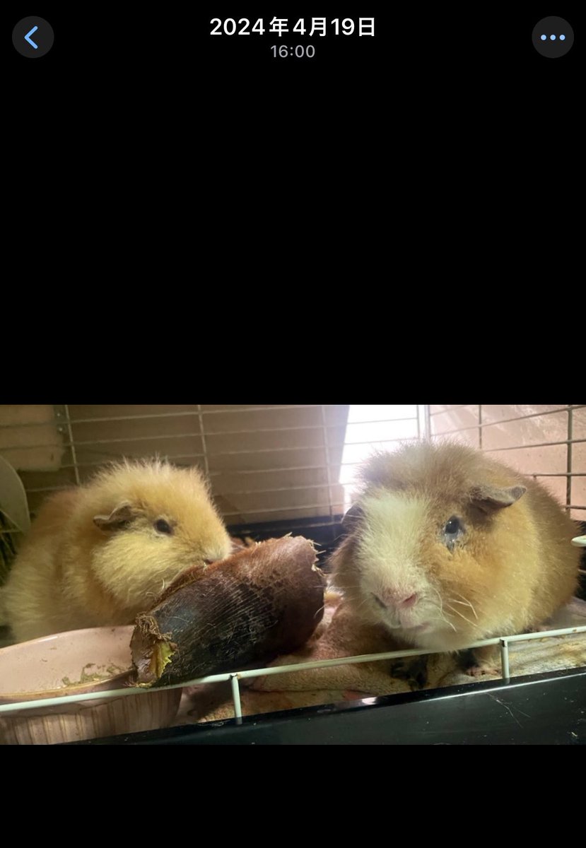 八神秀人 🎙🐹 tweet media