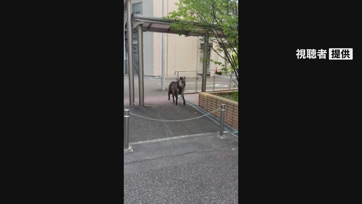 ライブドアニュース tweet media