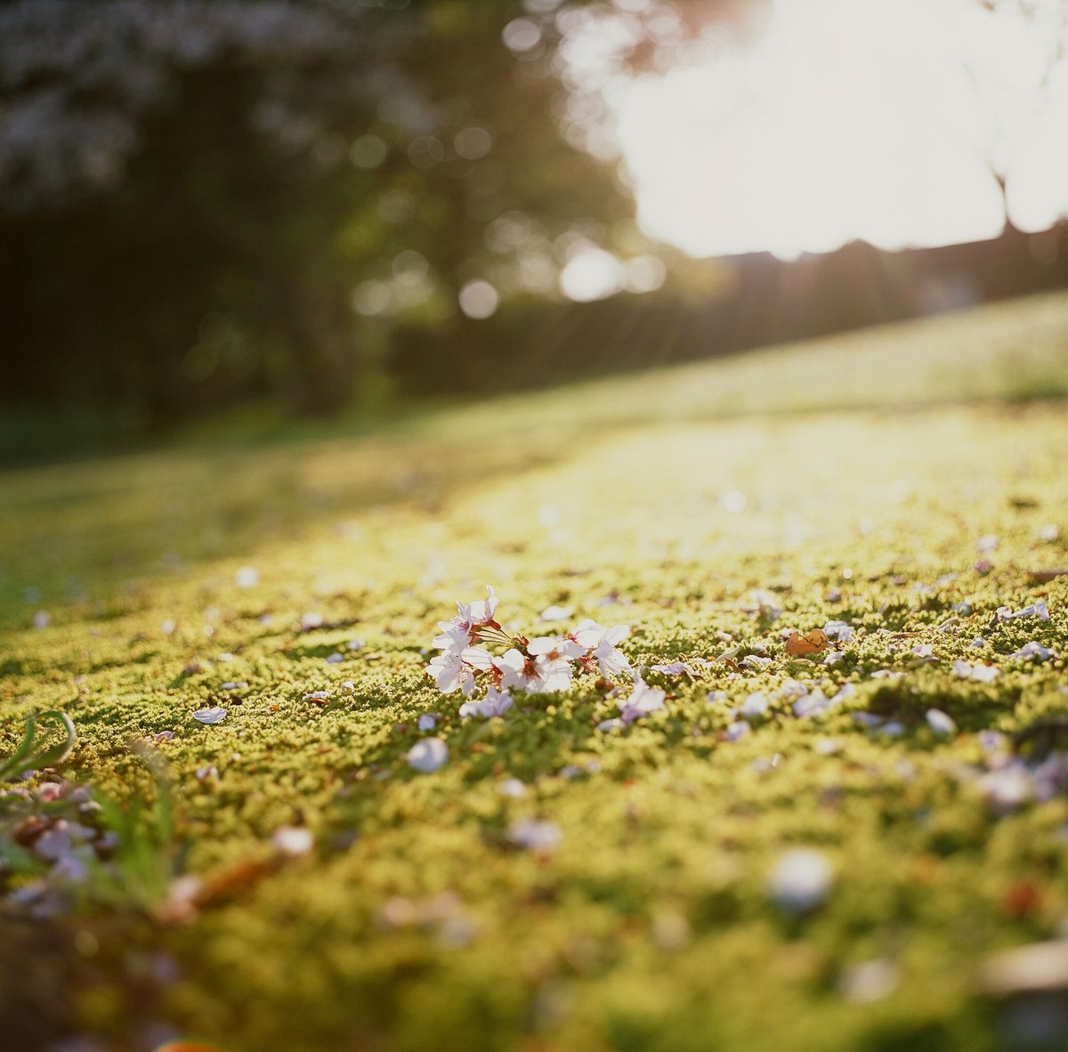 takeruneenee's tweet image. 今さら桜写真

FUJI PROVIA100F 期限切れ

#写真好きな人と繋がりたい
#フィルム写真
#filmphotography