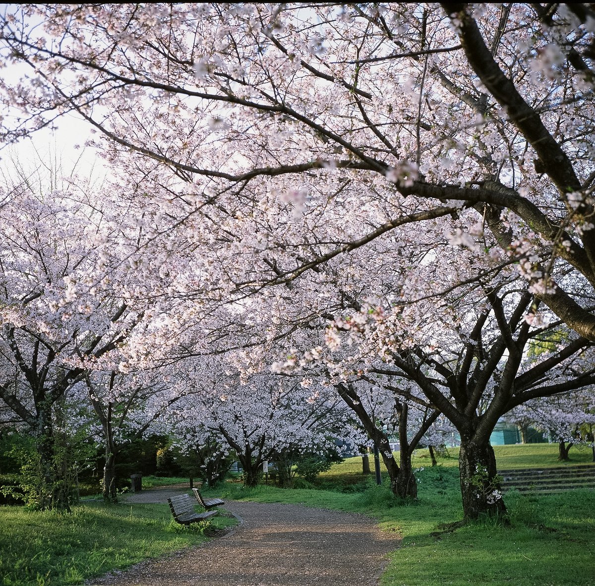takeruneenee's tweet image. 今さら桜写真

FUJI PROVIA100F 期限切れ

#写真好きな人と繋がりたい
#フィルム写真
#filmphotography