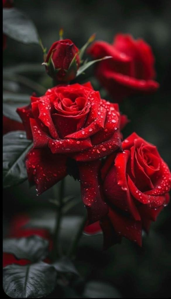 معتز الكويتي tweet media