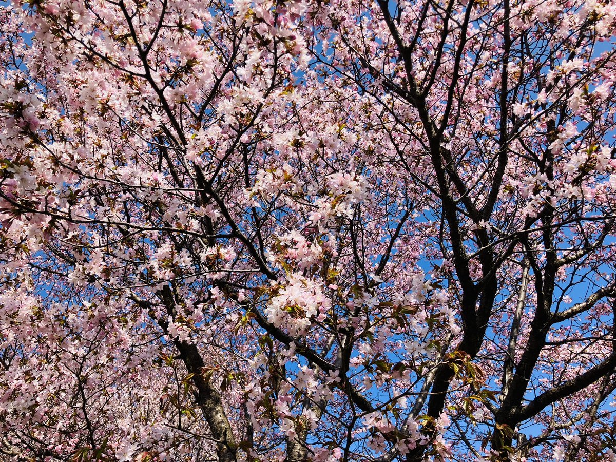 hajimenokondo's tweet image. 咲いてます！旭山記念公園🌸

#札幌 #旭山記念公園 
#桜 #開花 #満開 #花見
#2026年4月26日
