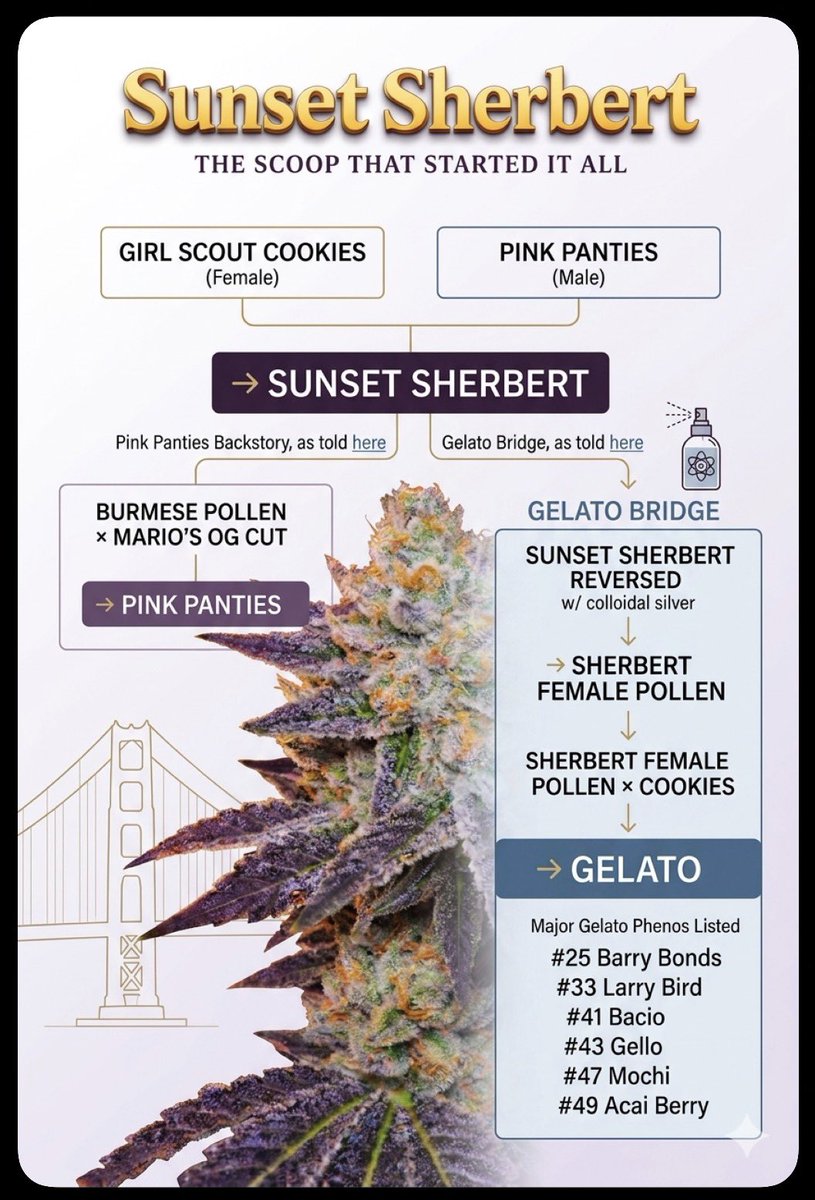 nugg|notes tweet media