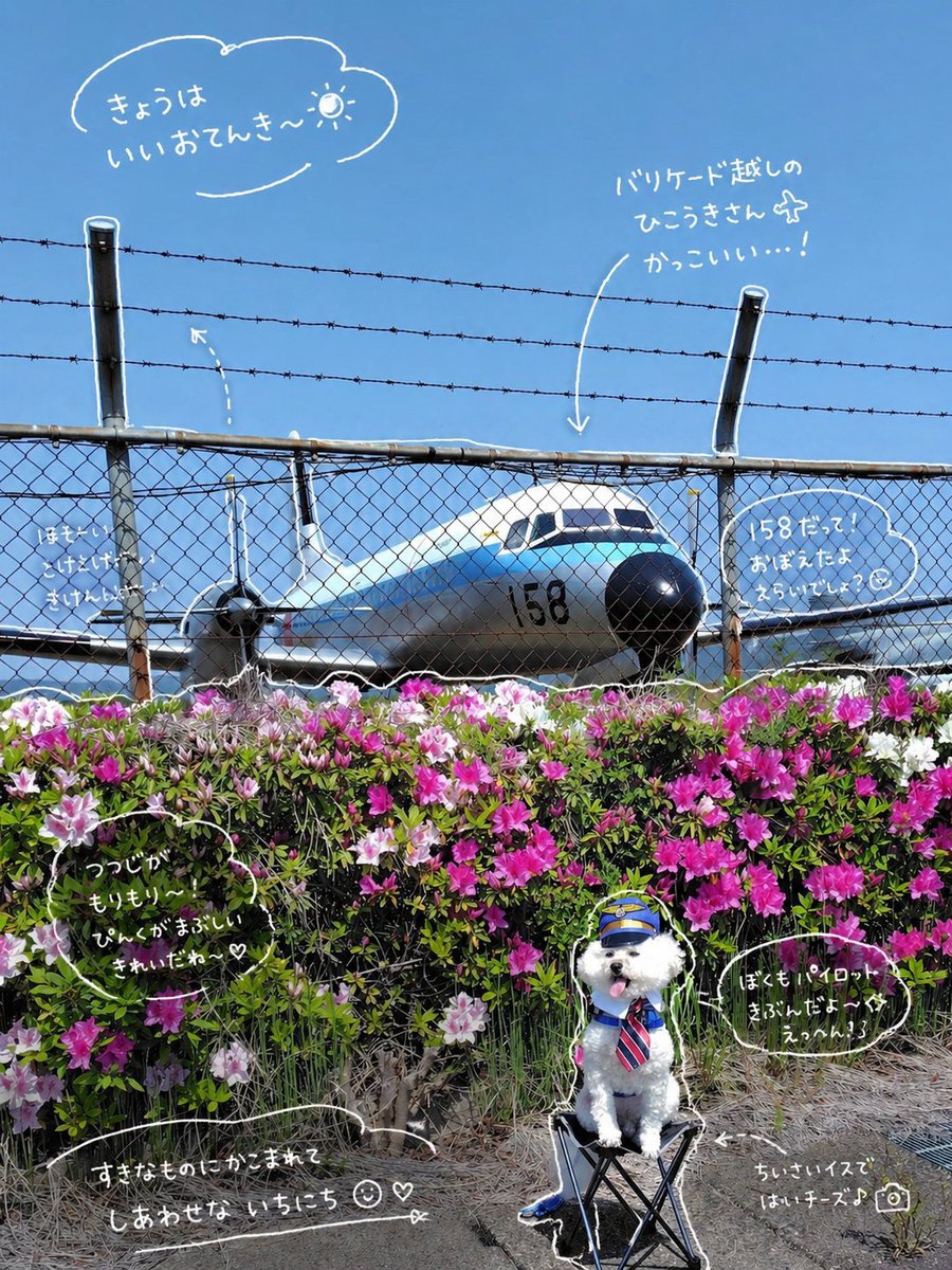 プードルきんちゃん🐩🦉 tweet media