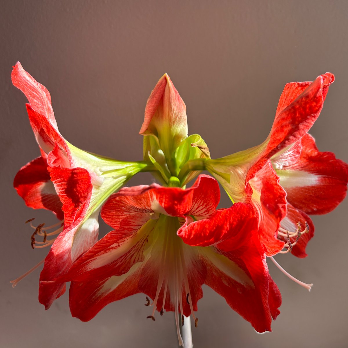 onlypaterson's tweet image. Square crop: three amaryllis flowers and a bud.

#photography #flower #amaryllis #squarecropsaturday
