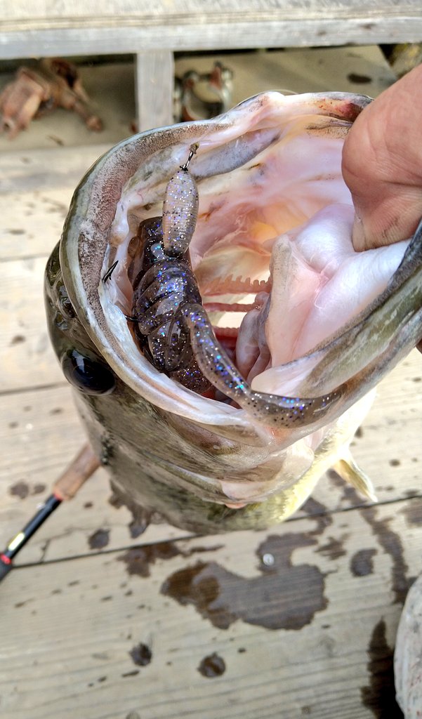 サムライブルーす tweet media