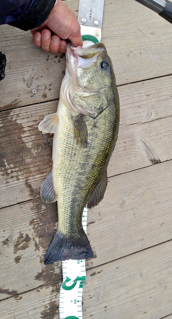 サムライブルーす tweet media