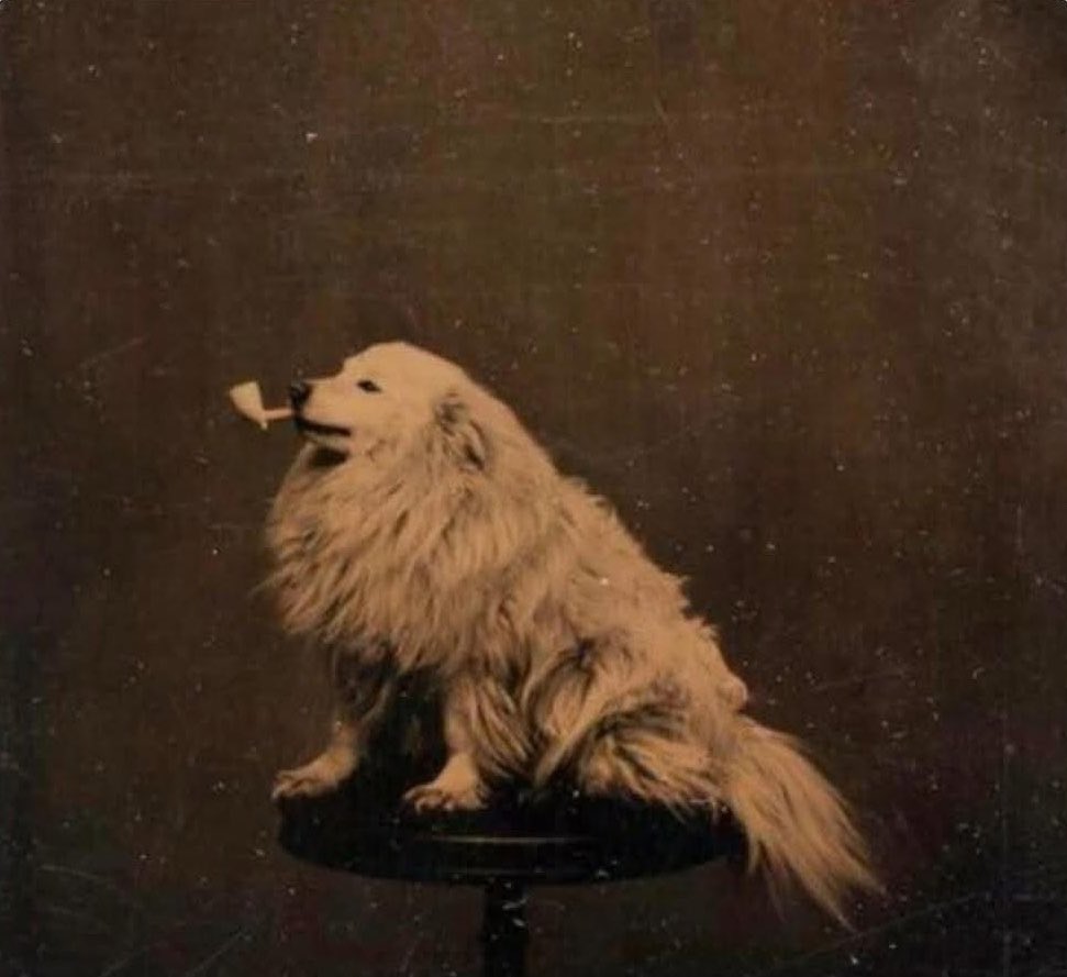 よなぐに🦈🐈 tweet media