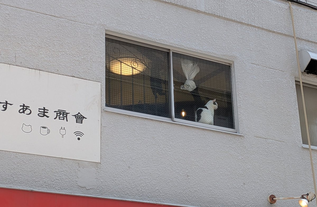 suama_catscafe's tweet photo. チロー！
すあま商會始まってます
本日19時まで
皆様のご来店をお待ちしております！ https://t.co/Af3gE9fpEs