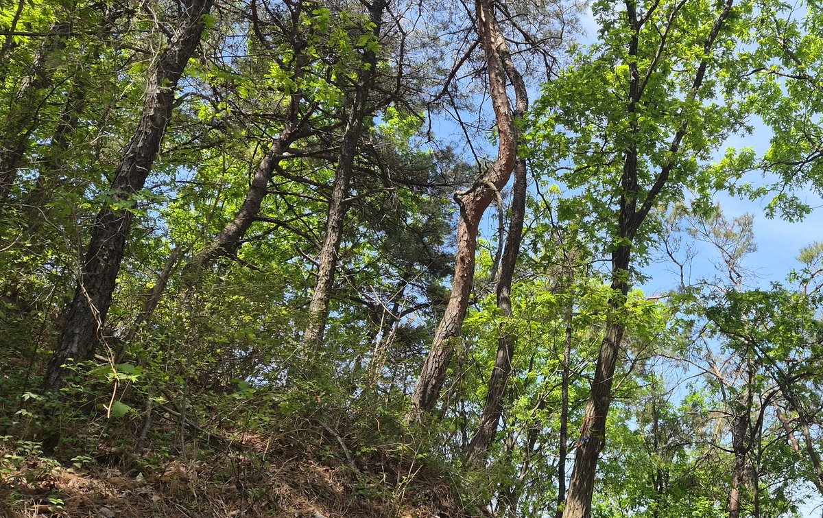 류청우 tweet media