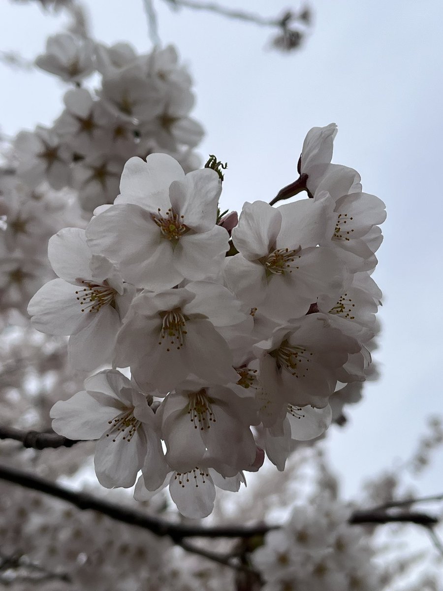jun_685's tweet photo. 今年の桜🌸
 #弘前さくらまつり https://t.co/CtC5GzFAy8