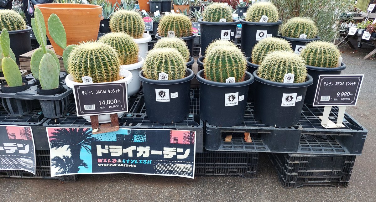 saran_ta29's tweet photo. おはようございます😄

立派な🌵ちゃん🎵
眺めが👍

#ジョイフル本田 https://t.co/wUShbUmIlS
