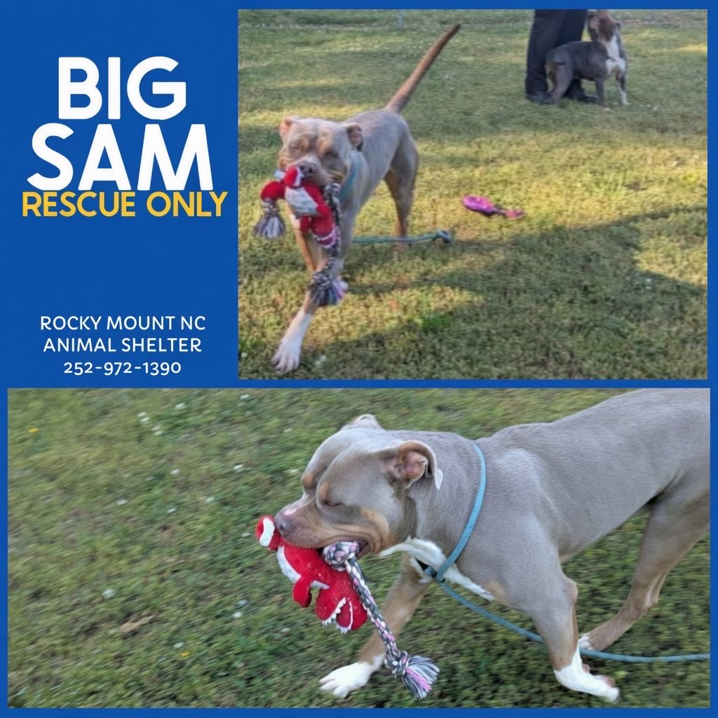 Dubs4Mutts's tweet image. 🥺 Don’t forget DIAMOND &amp;amp; BIG SAM. Both were being held as evidence in a cruelty court case 💔 in Rocky Mount, North Carolina. They are both playful &amp;amp; friendly! Rescue-Only for their own protection. They need pledges &amp;amp; foster offers 🙏🏽🏡 Please 📧 rmcriticalnetworking@gmail.com