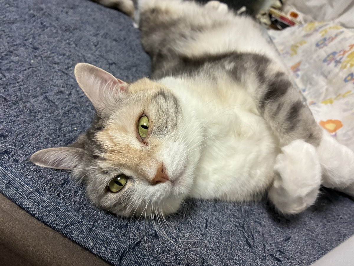 脱走したため本日洗われるねこ
