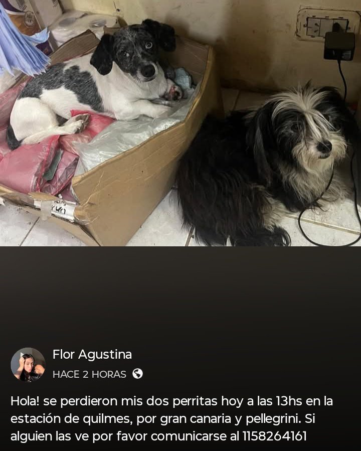 Si alguien está reteniendo a estas DOS ANGELITAS, COMUNICARSE POR FAVOR!!!💞 SU FAMILIA LAS ESTÁ BUSCANDO!!!🙏🥹💓 Desde ya, muchas gracias!!!🐶🤗❤️ #Quilmes #Estación #PerrasPerdidas