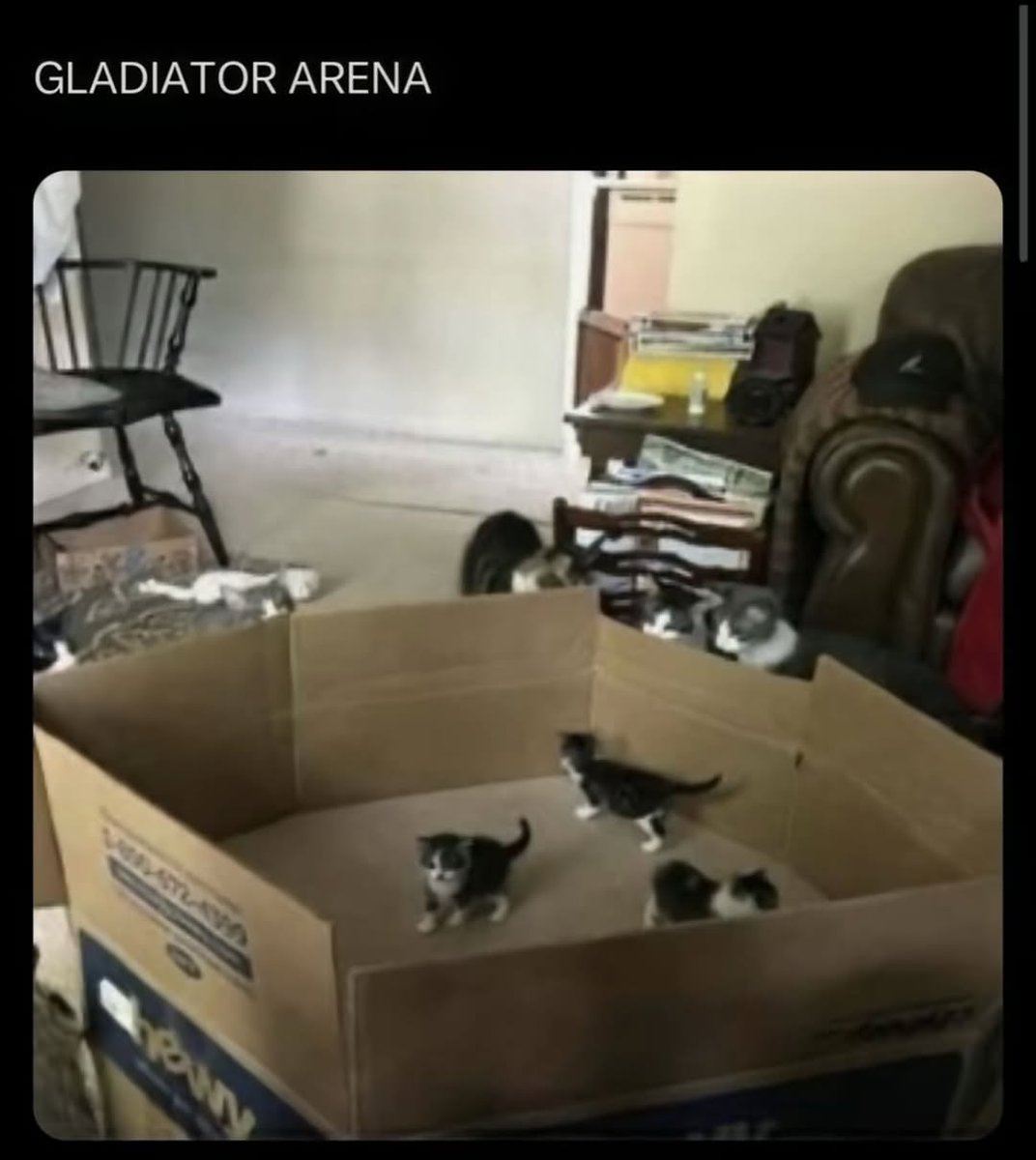 smol silly cat tweet media