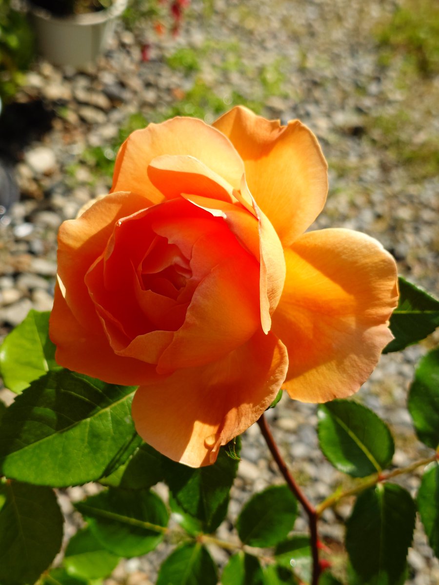 𓁞𓋹 𝙼𝚊𝚊𝚊𝚌𝚘 𓏣𓁙 tweet media