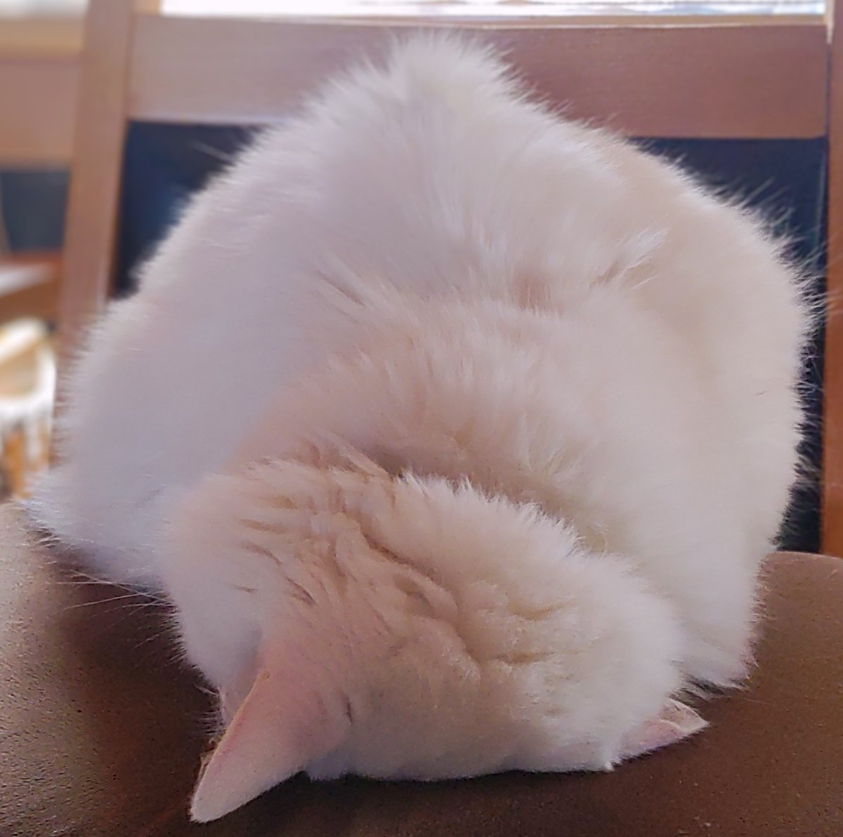 𝙐𝙡𝙩𝙞𝙢𝙖𝙩𝙚 𝙋𝙖𝙞𝙣(ｱﾙﾍﾟﾝ)♿ tweet media