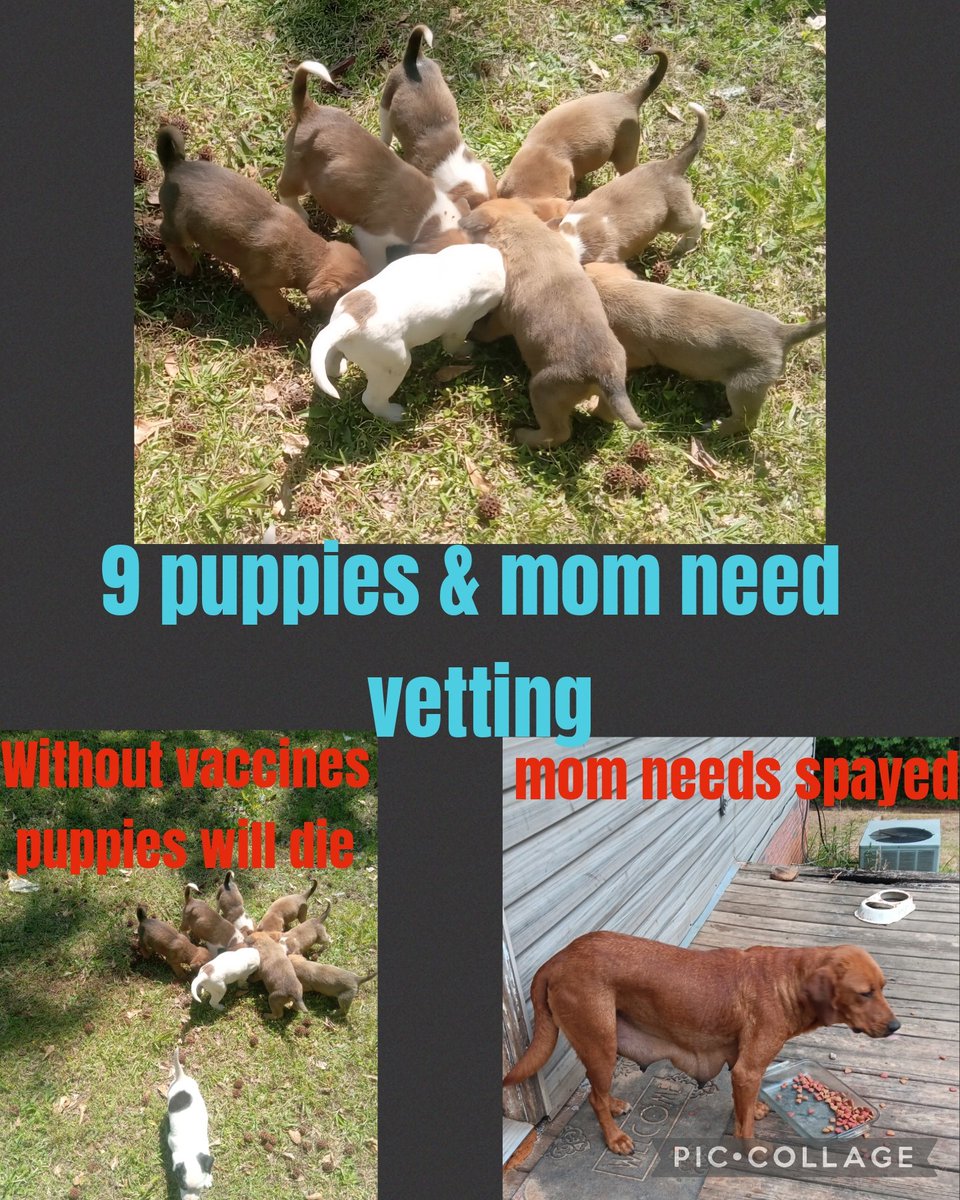 Oakman Alabama 

We have 9 puppies and a moma needing help.

Puppies need vaccines x2. 
10.00 each $180.00

Mom needs spayed, vaccines and heartworm tested. 
$95.00 spayed
$15.00 vaccines
$20.00 heartworm test

Goal $310.00 
$220.00 in pledges need $90.00

2nd Life Animal Rescue