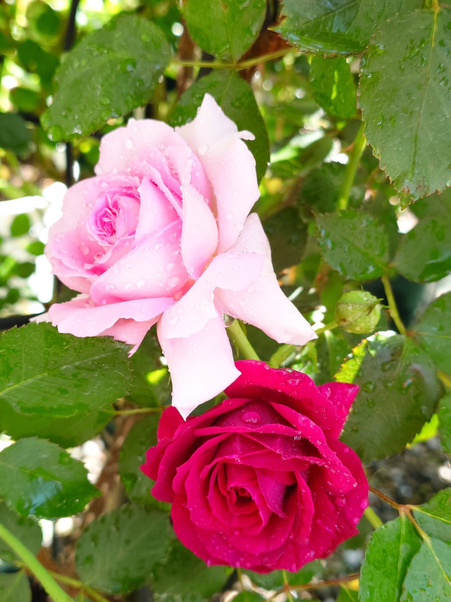 𓁞𓋹 𝙼𝚊𝚊𝚊𝚌𝚘 𓏣𓁙 tweet media