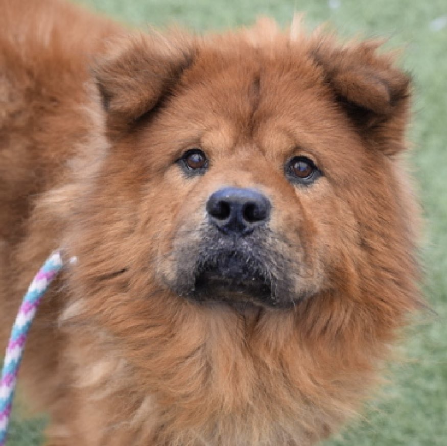 MoishesMom's tweet image. 🚨🆕 Senior 💉🎯 Dumped to 💉🚨

Knox is an 8️⃣ yr old boy who was surrendered by his human at the Queens Pound in NYC 2️⃣3️⃣ days ago 

The reason was “no longer care for him” 

Knox’s Bio ℹ️ 🔗 ⬇️ 

nycacc.app/#/browse/251189

This Handsome Senior Chow boy will fail in the pound ☹️