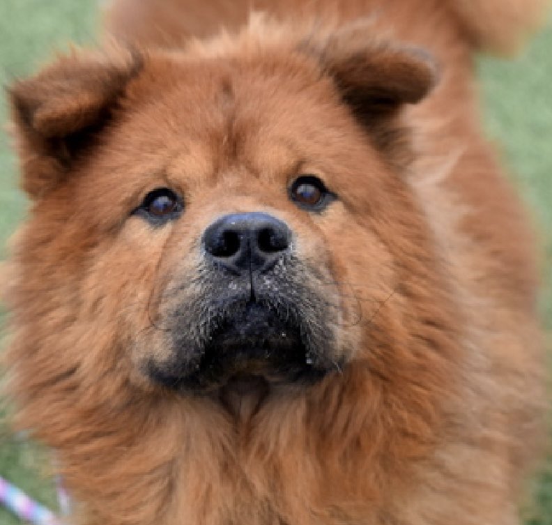 MoishesMom's tweet image. 🚨🆕 Senior 💉🎯 Dumped to 💉🚨

Knox is an 8️⃣ yr old boy who was surrendered by his human at the Queens Pound in NYC 2️⃣3️⃣ days ago 

The reason was “no longer care for him” 

Knox’s Bio ℹ️ 🔗 ⬇️ 

nycacc.app/#/browse/251189

This Handsome Senior Chow boy will fail in the pound ☹️