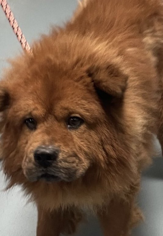 MoishesMom's tweet image. 🚨🆕 Senior 💉🎯 Dumped to 💉🚨

Knox is an 8️⃣ yr old boy who was surrendered by his human at the Queens Pound in NYC 2️⃣3️⃣ days ago 

The reason was “no longer care for him” 

Knox’s Bio ℹ️ 🔗 ⬇️ 

nycacc.app/#/browse/251189

This Handsome Senior Chow boy will fail in the pound ☹️