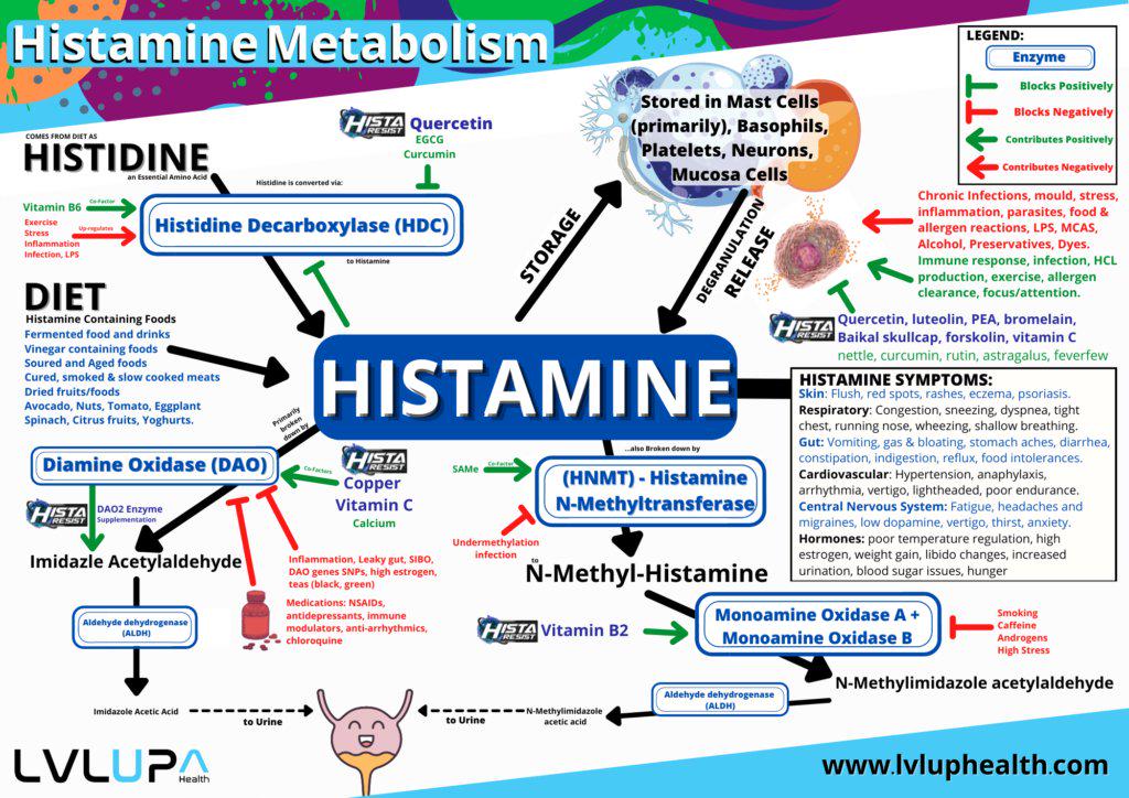 jack_schroder_'s tweet photo. Great info, I'm going to layer on some more around supporting mast cells/MCAS.

Anti-histamines only partially work in MCAS. In food allergies, IgE cross-linking is the trigger. In MCAS, the IgE is optional and only reflects one pathway of degranulation.

This is because mast cells can be activated by:
- Microbial fragments (LPS, beta-glucans)
- Allergens/antigens/histamines from food (fermented foods, nut proteins, certain milk/egg proteins)
- Stress hormones (CRH)
- Estrogen/estradiol (primarily via ER-alpha)
- Hypoxia (HIF-1a)
- Mold/mycotoxins
- Sunlight, temperature, pressure, scratching, etc.
- Osmotic shifts
- Neurotransmitters (glutamate, substance P)
- Complement (C3a, C5a)
- Oxidative/nitrosative stress
- Artificial blue light/nnEMFs

Instead of a single massive release, MCAS looks like:
- Low-grade, chronic degranulation (which causes more mild, chronic symptoms with occasional flares)
- More leukotrienes + prostaglandins rather than histamine itself
- Chronic elevations in cytokine + tryptase signalling

Gut health is huge here, as 70% of your immune system sits behind it (GALT), and your mast cells are being programmed here locally. This occurs in both allergies and MCAS.

MCAS should be thought of in sequences, you essentially want to attack MCAS from ALL angles:
- Priming = IgE, LPS, stress peptides, estrogen, mycotoxins, nnEMFs, etc.
- Degranulation = calcium-driven vesicle release (much like neurotransmitter release)
- Receptor activation = the mediators you just released now bind to receptors on target tissues, flipping on downstream signals to drive symptoms.
- New mediator synthesis = leukotrienes, prostaglandins, histamine, etc.
- Late-phase signalling = cytokines, chemokines
- Clearance = DAO, HNMT, bile flow, methylation, glutathione, NADPH/NAD, etc.

This is the stack you want to run, and this is why it works mechanistically (on top of specifics for each individual).

NOTE: This also should include what's mentioned below around ginger, boswellia, curcumin, etc.

- PEA: activates PPAR-α to reduce mast cell degranulation tendency, calm microglia, and dampen neuroimmune inflammation.

- Lactoferrin: binds LPS to reduce TLR4 priming, lowers immune overactivation, regulates iron, and shifts the IgE / TH2 terrain upstream.

- Vitamin C: lowers circulating histamine, buffers ROS that prime mast cells, recycles vitamin E, and supports adrenal steroidogenesis during repeated stress flares.

- Quercetin / Luteolin / Apigenin – provide natural H1 antagonism, inhibit calcium influx required for degranulation, stabilize mast cells, with luteolin also has added CNS and neuroinflammation benefits.

- Passionflower / L-theanine / Magnolia – reduce CRH-driven mast cell firing by lowering sympathetic tone, stabilizing neuroendocrine thresholds, and calming stress-induced activation loops.

Leukotrienes are often higher than histamine during MCAS flares and stay elevated longer. This is important to know and takes the attention soley away from histamine. They can cause chest tightness/bronchospasms, gut cramps/diarrhea, vascular permeability, and prolonged inflammatory effects.

5-LOX (5-Lipoxygenase) is the key enzyme that starts the production of leukotrienes, by converting arachidonic acid (AA) into leukotriene A4. 

You can inhibit 5-LOX by using Black Seed Oil, Boswellia, Ginger, and Chamomile

- Boswellia: shuts down leukotriene synthesis via 5-LOX inhibition

- Black seed oil: a multi-node H1 blocker, 5-LOX, COX, and NF-κB inhibitor, mast cell stabilization

- EPA/DHA (from seafood or CLO): substrate competition to prevent excess AA accumulation in cell membranes, whilst providing direct anti-inflammatory effects.

- Ginger: promotes healthy gut motility, lowers TH2 pathway, and aids in COX/LOX balance

- Chamomile: inhibits mast cell degranulation, anti-allergy effects, lowers NF-kB/pro-inflammatory cytokines, 5-LOX inhibiton.

Then of course there's more specifics around clearance. Let's use histamine as an example.

Histamine metabolism relies on:
- DAO in the gut, kidneys, thymus, blood, etc.
- HNMT intracellularly 
- ALDH for the nervous system

To support this you need to consider:
- Enterocyte / brush border / gut health
- Copper, B6/P5P, and vitamin C for DAO
- Methylation nutrients for HNMT (B9, B12, choline, glycine, etc.)
- B3/NAD for ALDH
- Supplementation of DAO/kidney could be leveraged, strategic supplementation for HNMT + dihydromyricetin for upregulating ALDH activity.