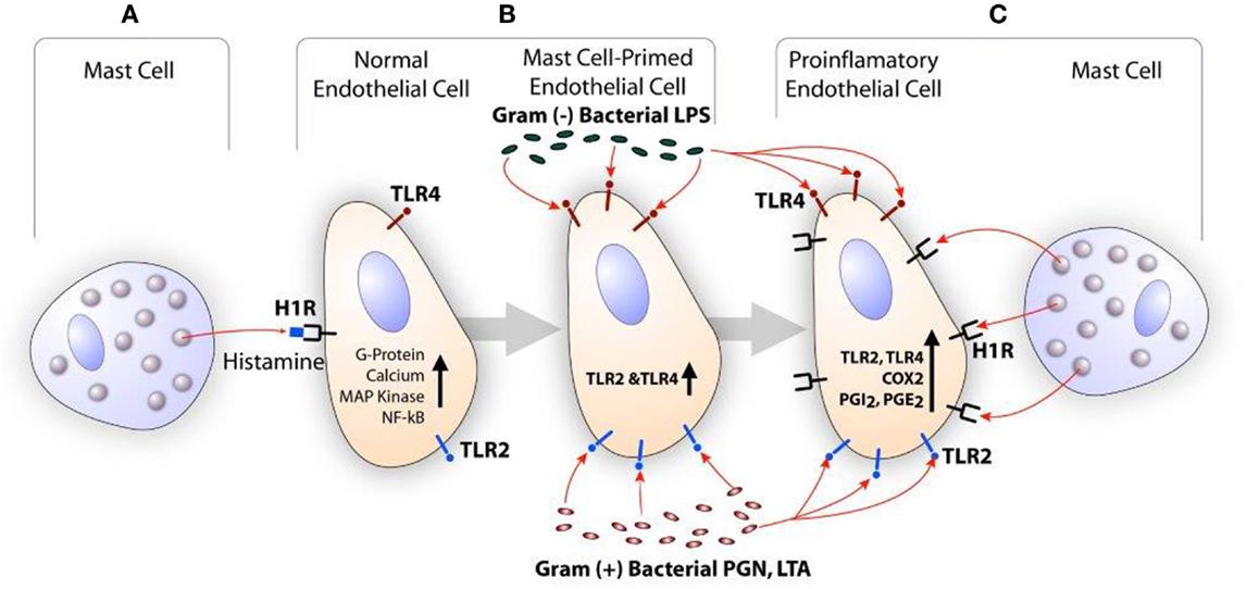 jack_schroder_'s tweet photo. Great info, I'm going to layer on some more around supporting mast cells/MCAS.

Anti-histamines only partially work in MCAS. In food allergies, IgE cross-linking is the trigger. In MCAS, the IgE is optional and only reflects one pathway of degranulation.

This is because mast cells can be activated by:
- Microbial fragments (LPS, beta-glucans)
- Allergens/antigens/histamines from food (fermented foods, nut proteins, certain milk/egg proteins)
- Stress hormones (CRH)
- Estrogen/estradiol (primarily via ER-alpha)
- Hypoxia (HIF-1a)
- Mold/mycotoxins
- Sunlight, temperature, pressure, scratching, etc.
- Osmotic shifts
- Neurotransmitters (glutamate, substance P)
- Complement (C3a, C5a)
- Oxidative/nitrosative stress
- Artificial blue light/nnEMFs

Instead of a single massive release, MCAS looks like:
- Low-grade, chronic degranulation (which causes more mild, chronic symptoms with occasional flares)
- More leukotrienes + prostaglandins rather than histamine itself
- Chronic elevations in cytokine + tryptase signalling

Gut health is huge here, as 70% of your immune system sits behind it (GALT), and your mast cells are being programmed here locally. This occurs in both allergies and MCAS.

MCAS should be thought of in sequences, you essentially want to attack MCAS from ALL angles:
- Priming = IgE, LPS, stress peptides, estrogen, mycotoxins, nnEMFs, etc.
- Degranulation = calcium-driven vesicle release (much like neurotransmitter release)
- Receptor activation = the mediators you just released now bind to receptors on target tissues, flipping on downstream signals to drive symptoms.
- New mediator synthesis = leukotrienes, prostaglandins, histamine, etc.
- Late-phase signalling = cytokines, chemokines
- Clearance = DAO, HNMT, bile flow, methylation, glutathione, NADPH/NAD, etc.

This is the stack you want to run, and this is why it works mechanistically (on top of specifics for each individual).

NOTE: This also should include what's mentioned below around ginger, boswellia, curcumin, etc.

- PEA: activates PPAR-α to reduce mast cell degranulation tendency, calm microglia, and dampen neuroimmune inflammation.

- Lactoferrin: binds LPS to reduce TLR4 priming, lowers immune overactivation, regulates iron, and shifts the IgE / TH2 terrain upstream.

- Vitamin C: lowers circulating histamine, buffers ROS that prime mast cells, recycles vitamin E, and supports adrenal steroidogenesis during repeated stress flares.

- Quercetin / Luteolin / Apigenin – provide natural H1 antagonism, inhibit calcium influx required for degranulation, stabilize mast cells, with luteolin also has added CNS and neuroinflammation benefits.

- Passionflower / L-theanine / Magnolia – reduce CRH-driven mast cell firing by lowering sympathetic tone, stabilizing neuroendocrine thresholds, and calming stress-induced activation loops.

Leukotrienes are often higher than histamine during MCAS flares and stay elevated longer. This is important to know and takes the attention soley away from histamine. They can cause chest tightness/bronchospasms, gut cramps/diarrhea, vascular permeability, and prolonged inflammatory effects.

5-LOX (5-Lipoxygenase) is the key enzyme that starts the production of leukotrienes, by converting arachidonic acid (AA) into leukotriene A4. 

You can inhibit 5-LOX by using Black Seed Oil, Boswellia, Ginger, and Chamomile

- Boswellia: shuts down leukotriene synthesis via 5-LOX inhibition

- Black seed oil: a multi-node H1 blocker, 5-LOX, COX, and NF-κB inhibitor, mast cell stabilization

- EPA/DHA (from seafood or CLO): substrate competition to prevent excess AA accumulation in cell membranes, whilst providing direct anti-inflammatory effects.

- Ginger: promotes healthy gut motility, lowers TH2 pathway, and aids in COX/LOX balance

- Chamomile: inhibits mast cell degranulation, anti-allergy effects, lowers NF-kB/pro-inflammatory cytokines, 5-LOX inhibiton.

Then of course there's more specifics around clearance. Let's use histamine as an example.

Histamine metabolism relies on:
- DAO in the gut, kidneys, thymus, blood, etc.
- HNMT intracellularly 
- ALDH for the nervous system

To support this you need to consider:
- Enterocyte / brush border / gut health
- Copper, B6/P5P, and vitamin C for DAO
- Methylation nutrients for HNMT (B9, B12, choline, glycine, etc.)
- B3/NAD for ALDH
- Supplementation of DAO/kidney could be leveraged, strategic supplementation for HNMT + dihydromyricetin for upregulating ALDH activity.