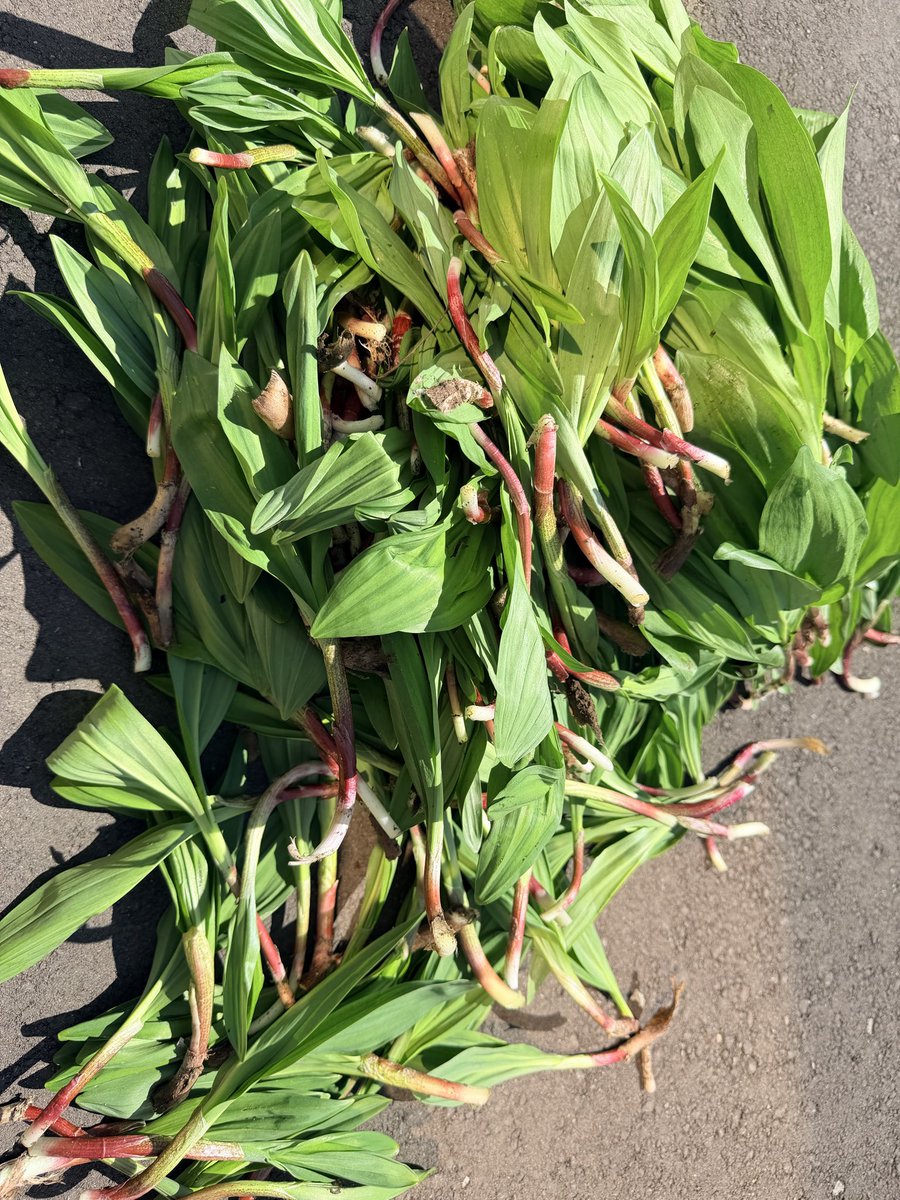 ドラグマシーン♡ຼ∵🐈‍⬛🐈ドラグ変態🤪fishing協会会長☪︎⋆｡˚ღ tweet media