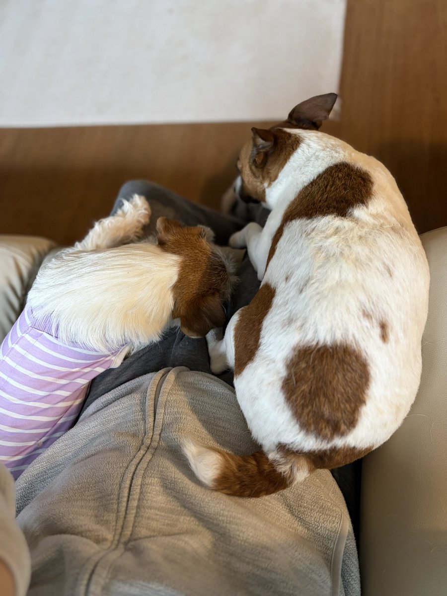 yaaata0517's tweet image. 父ちゃんの足上で
リラックスする2人🐶🐶🥰
#jrt #ジャックラッセルテリア　#jackrussell #puppy