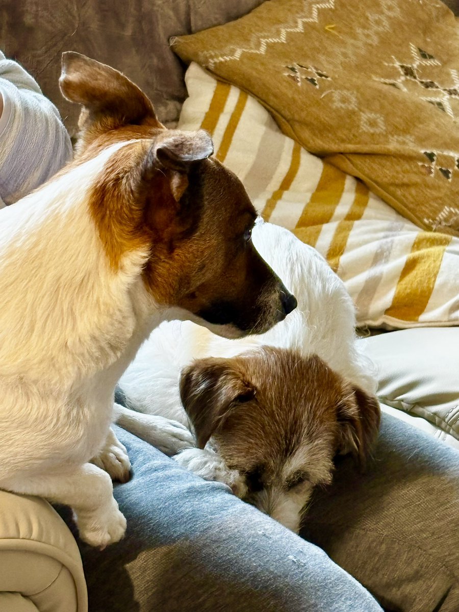 yaaata0517's tweet image. 父ちゃんの足上で
リラックスする2人🐶🐶🥰
#jrt #ジャックラッセルテリア　#jackrussell #puppy