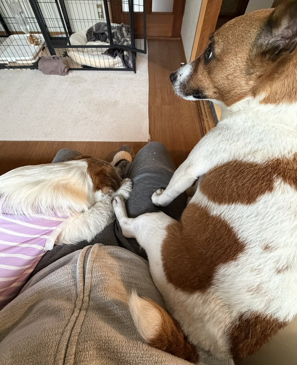 yaaata0517's tweet image. 父ちゃんの足上で
リラックスする2人🐶🐶🥰
#jrt #ジャックラッセルテリア　#jackrussell #puppy