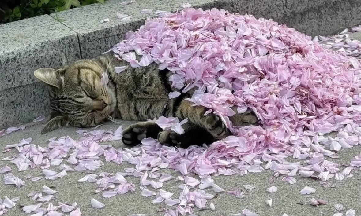春を覆いながら昼寝中