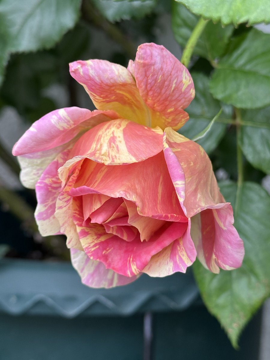 ブリエッタローズ tweet media