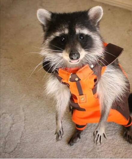 Aloha 🧢🦝 tweet media