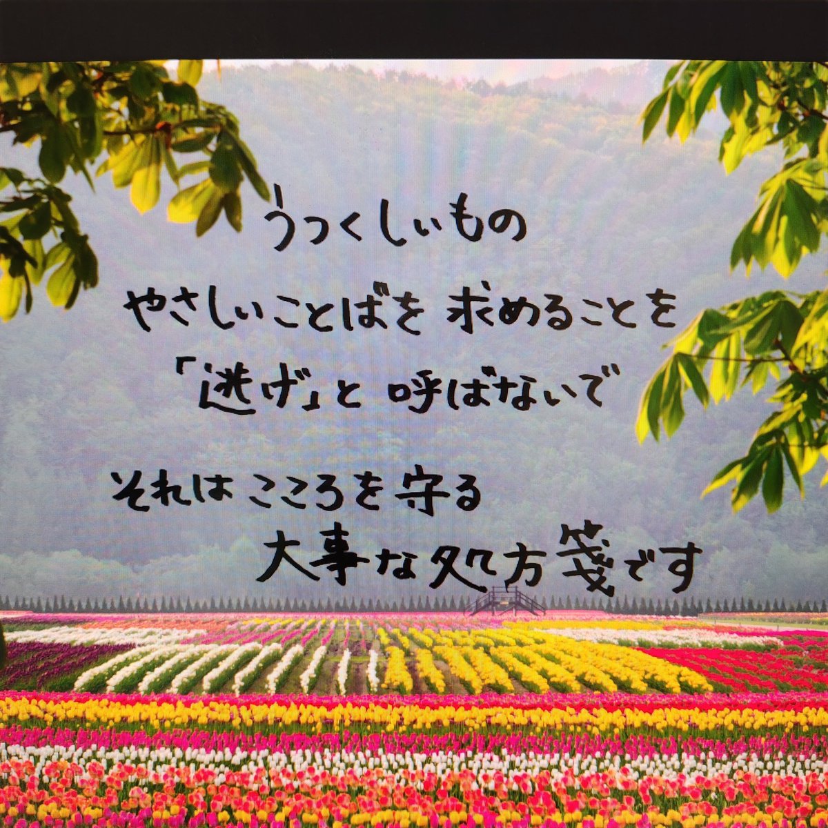 海蒼 絵葉書館／イベ情報は固定ツイにて tweet media