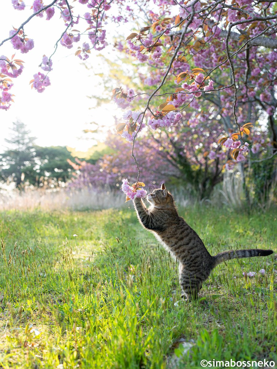 猫さんが春を感じていました✨
The scent of spring is in the air 🌸

早朝に偶然撮影できた奇跡の瞬間でした。

#春 #猫 #cat